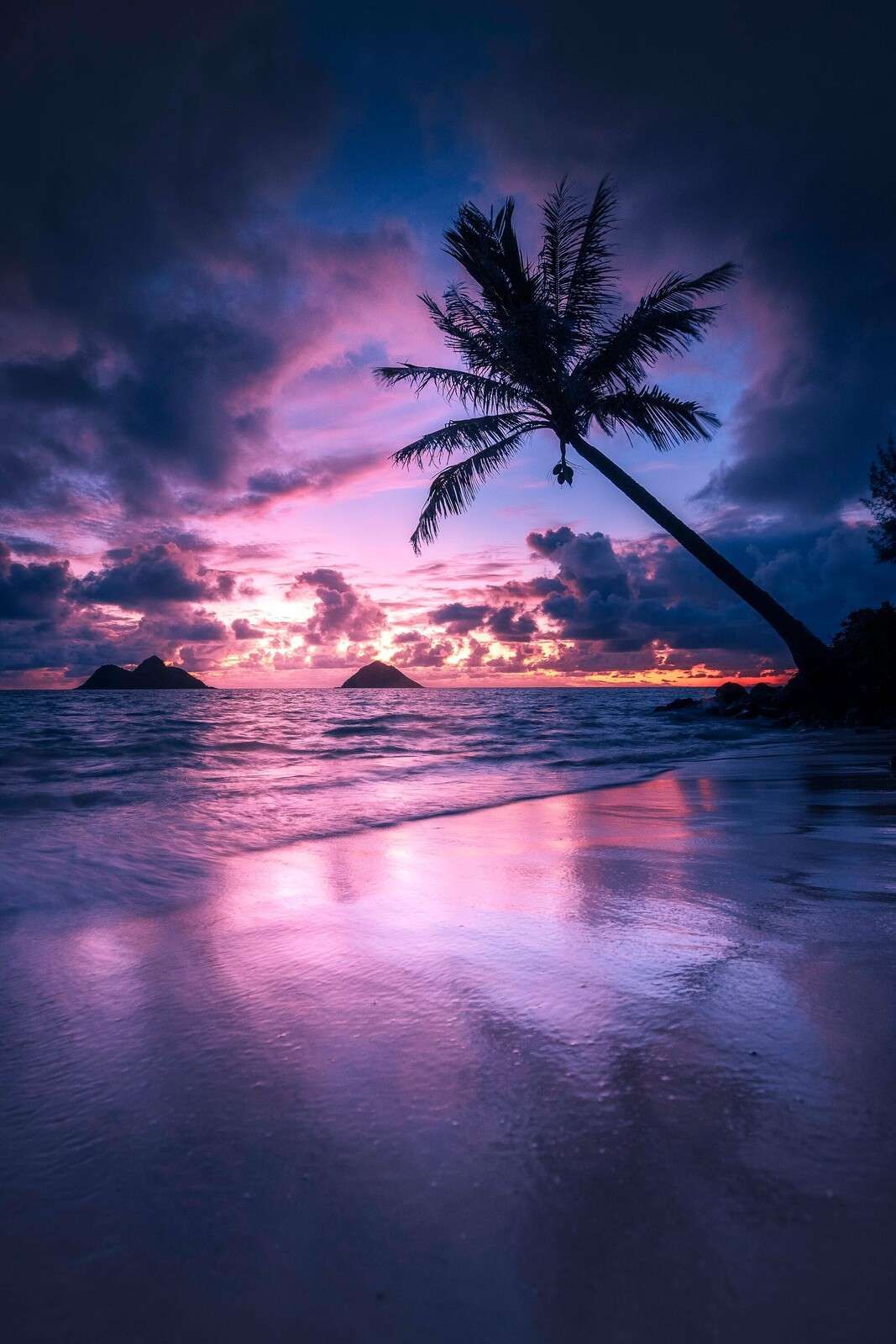 Plage de palmiers au coucher du soleil violet