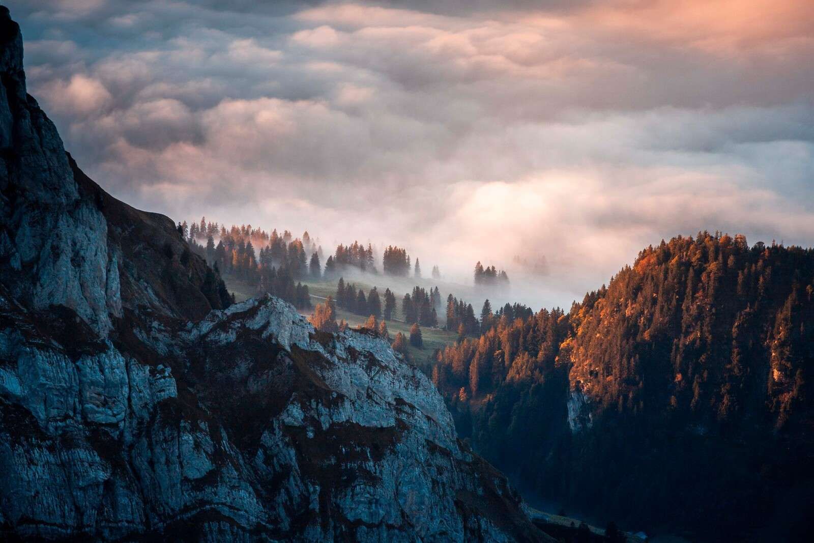Lisière de forêt dans la brume du matin.