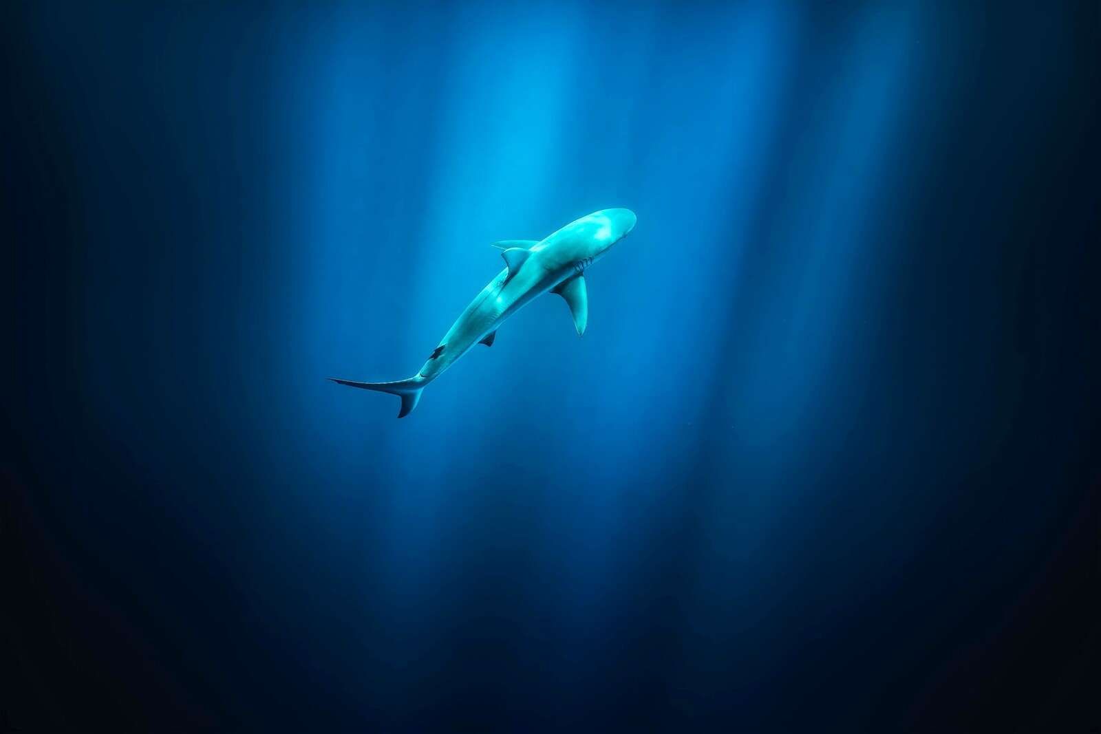 Haai dans la lumière bleue profonde de l'océan