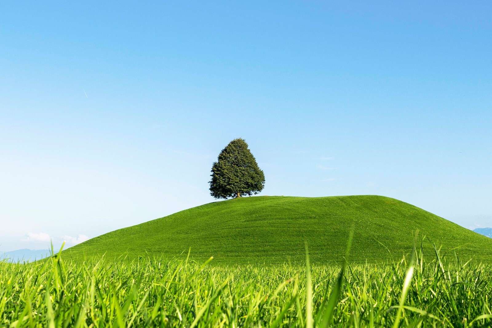 Arbre solitaire sur une colline verte