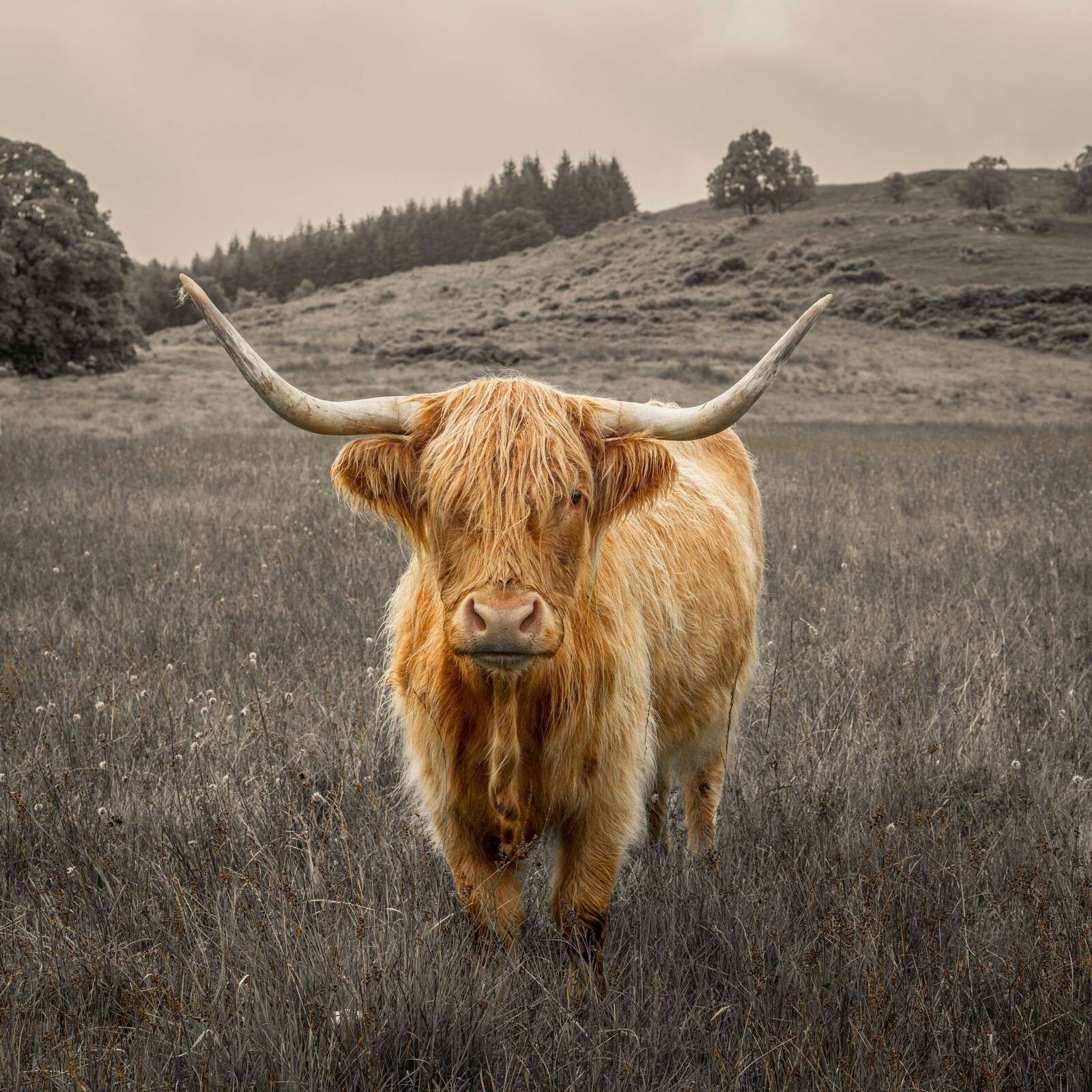 Vache des Highlands