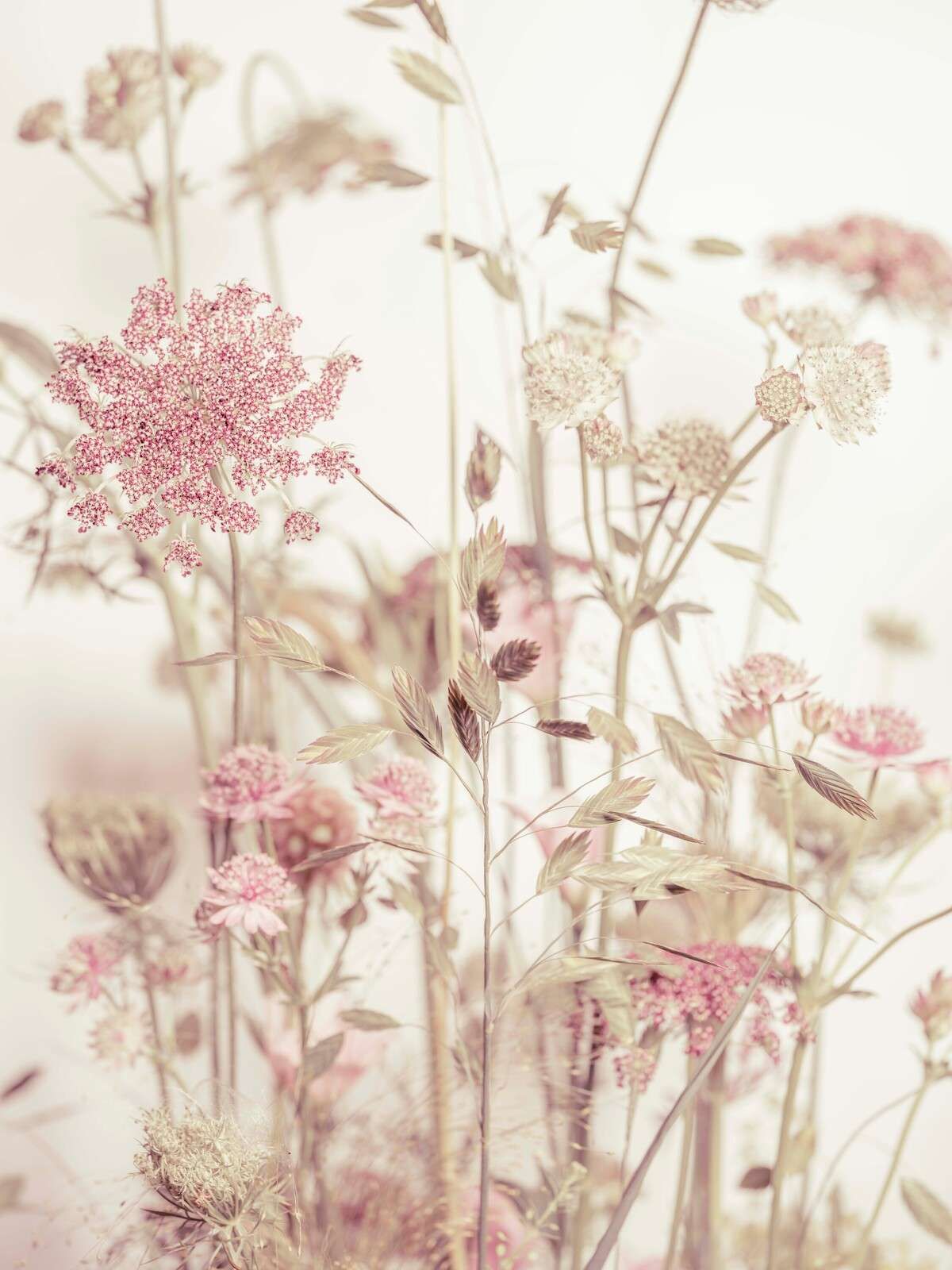 Fleurs des prés