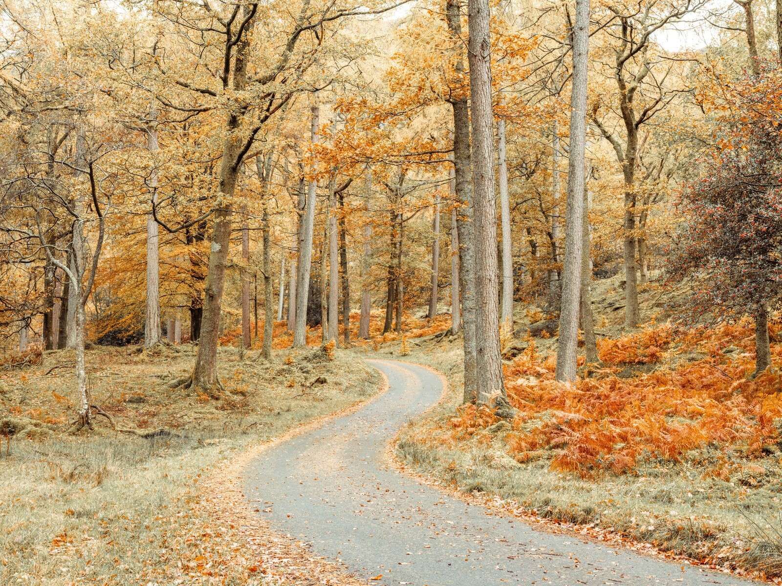 Route à travers la forêt