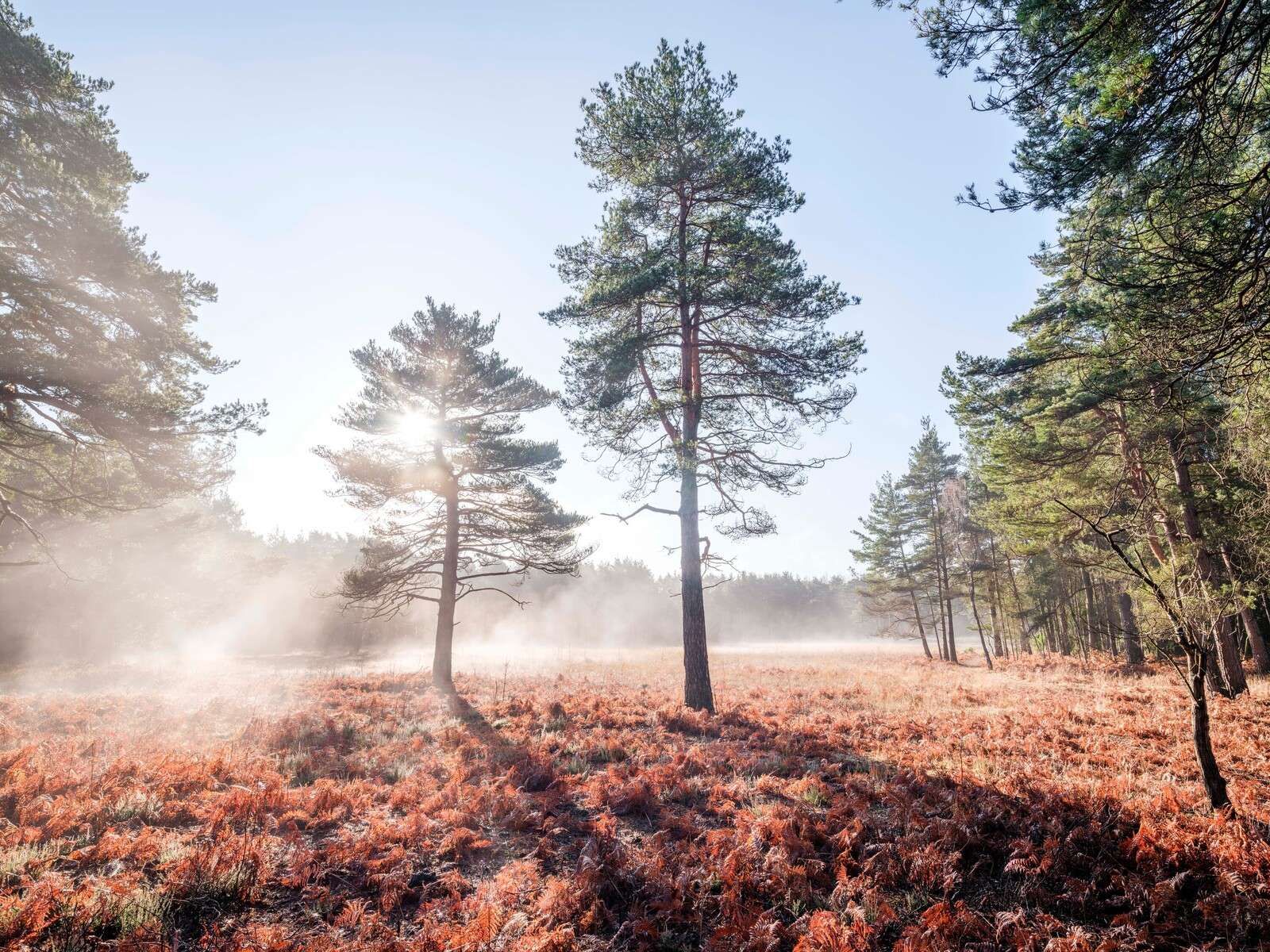 Soleil à travers les arbres dans la forêt