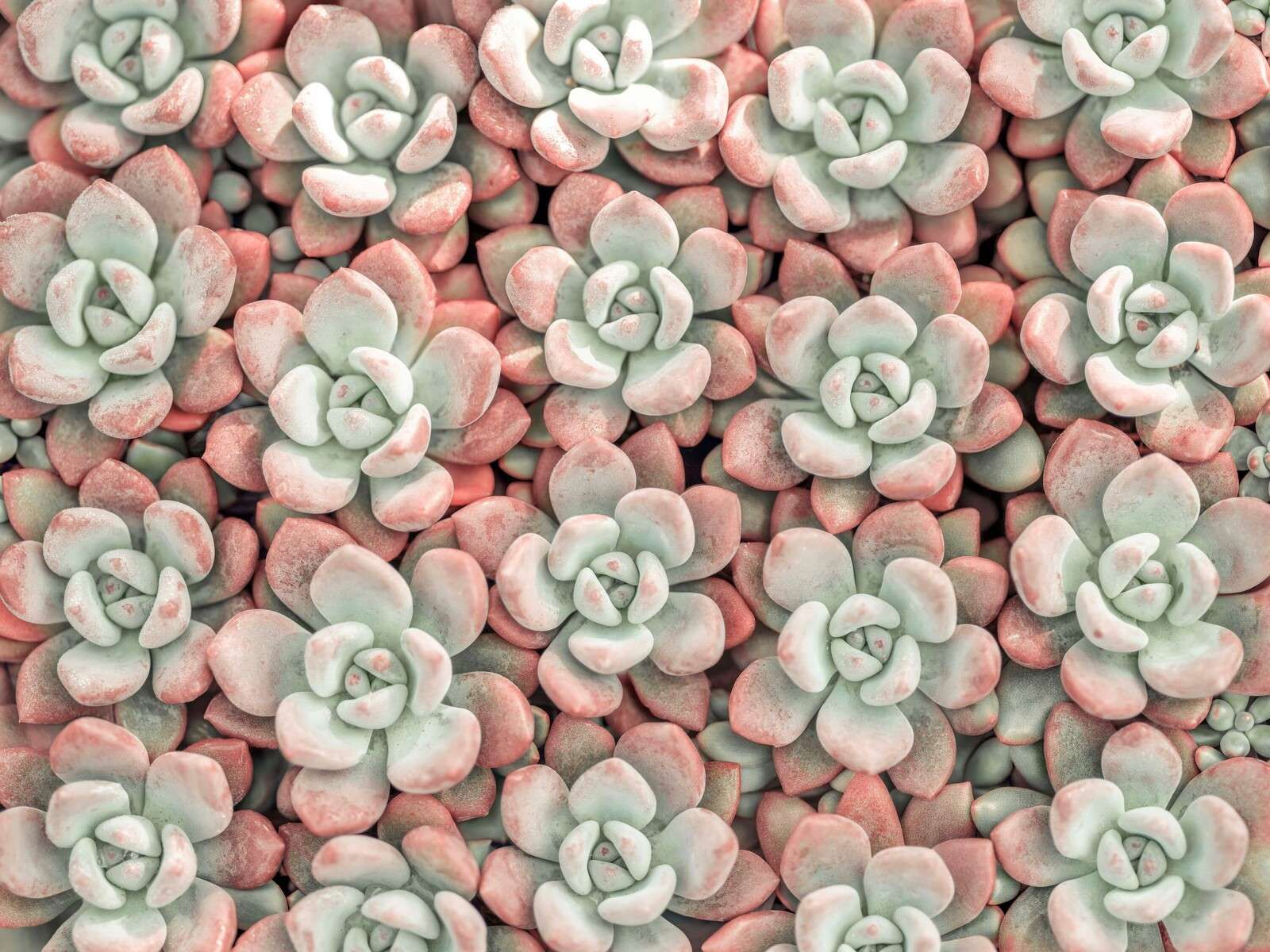 Plante succulente, plein cadre
