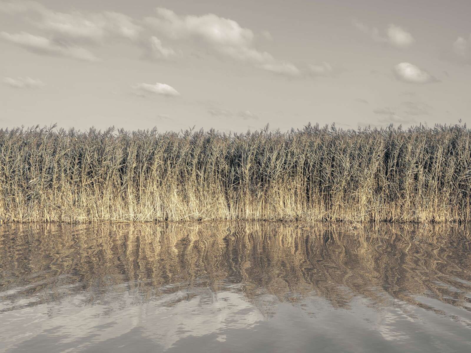 De hautes roseaux bordant les rives d'un canal calme