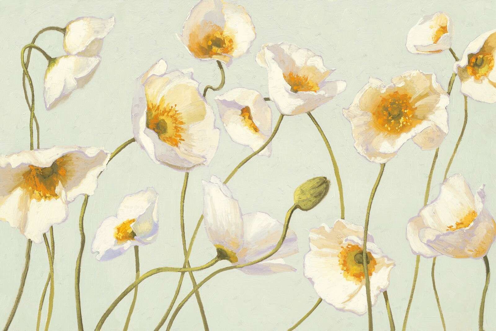 Pavots blancs sous le vent doux