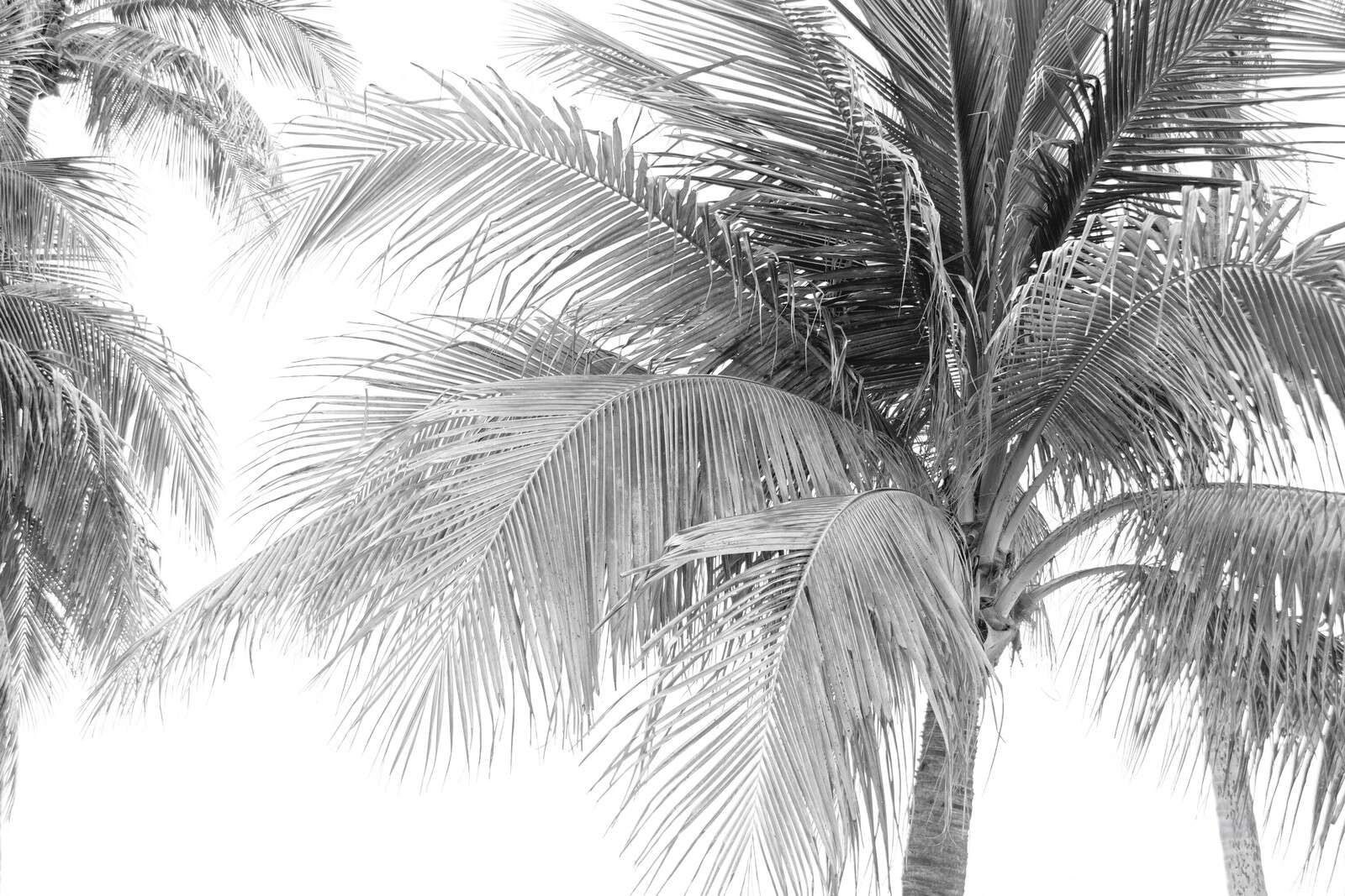 Feuilles de palmier en pleine lumière du soleil.