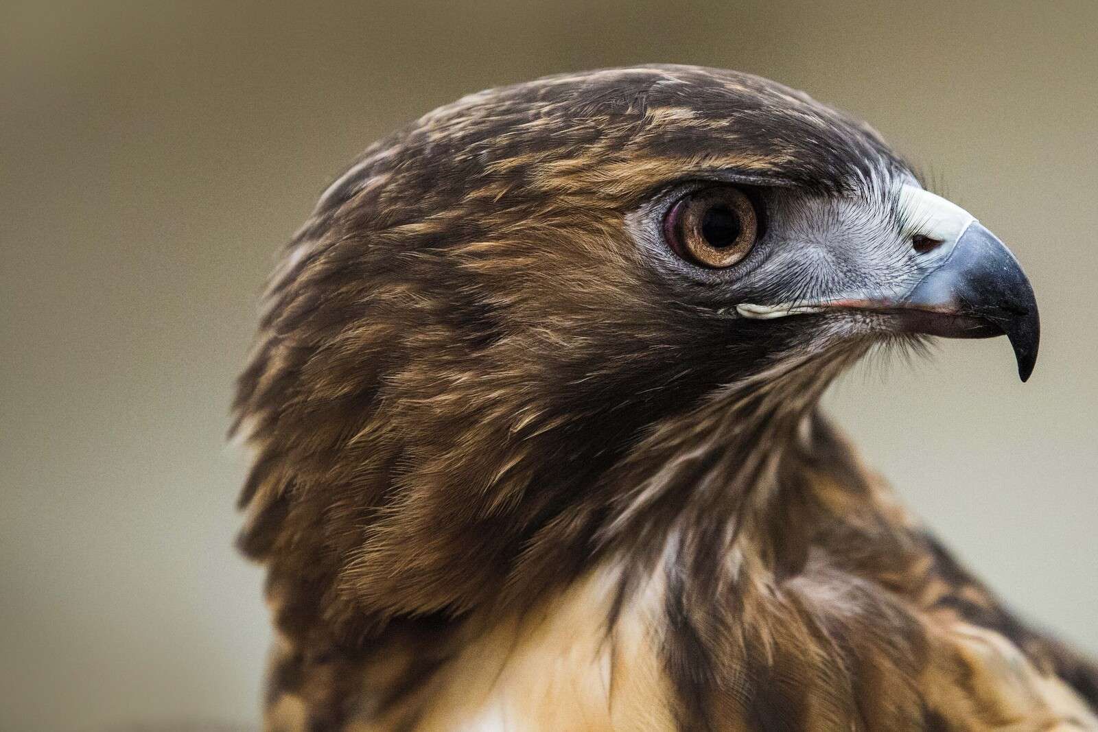 Arendblik en splendeur de plumes chaudes