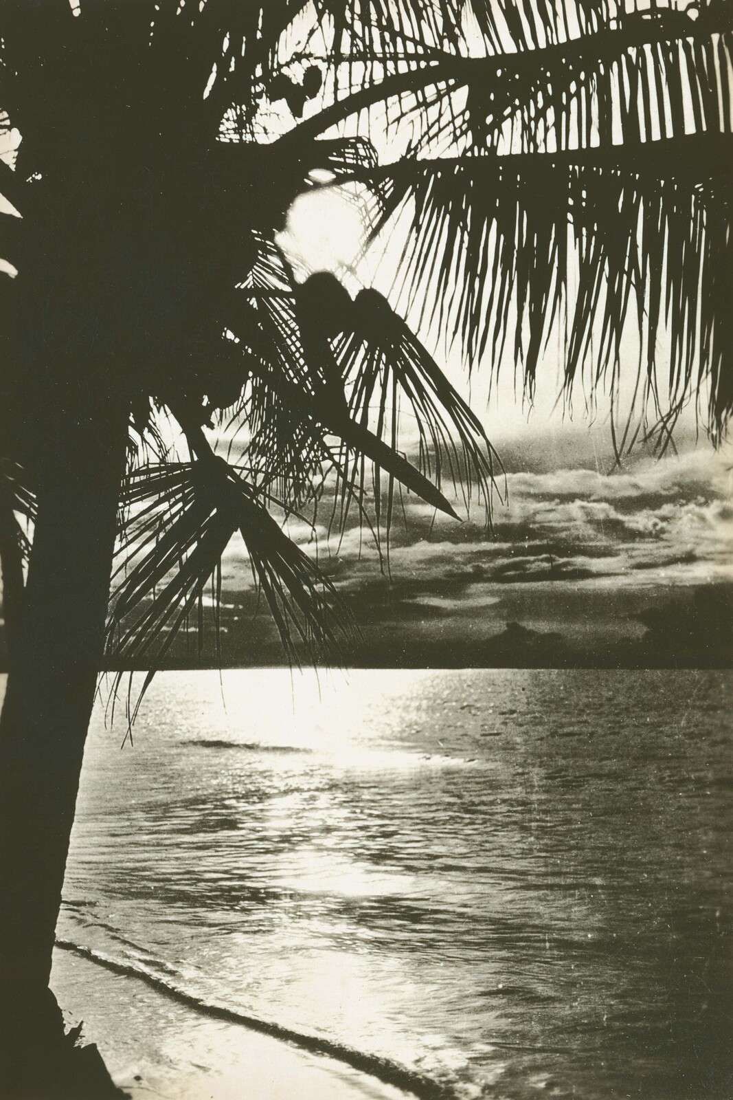 Coucher de soleil derrière les palmiers