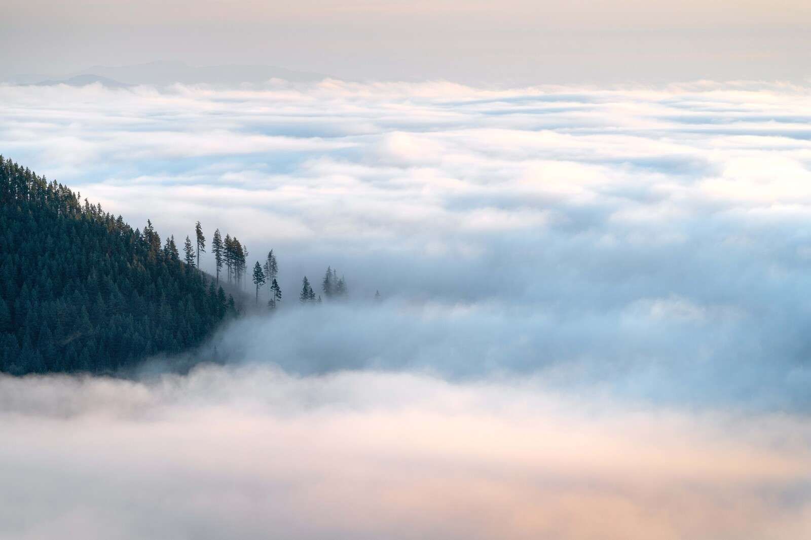 Forêt de montagne au-dessus des nuages