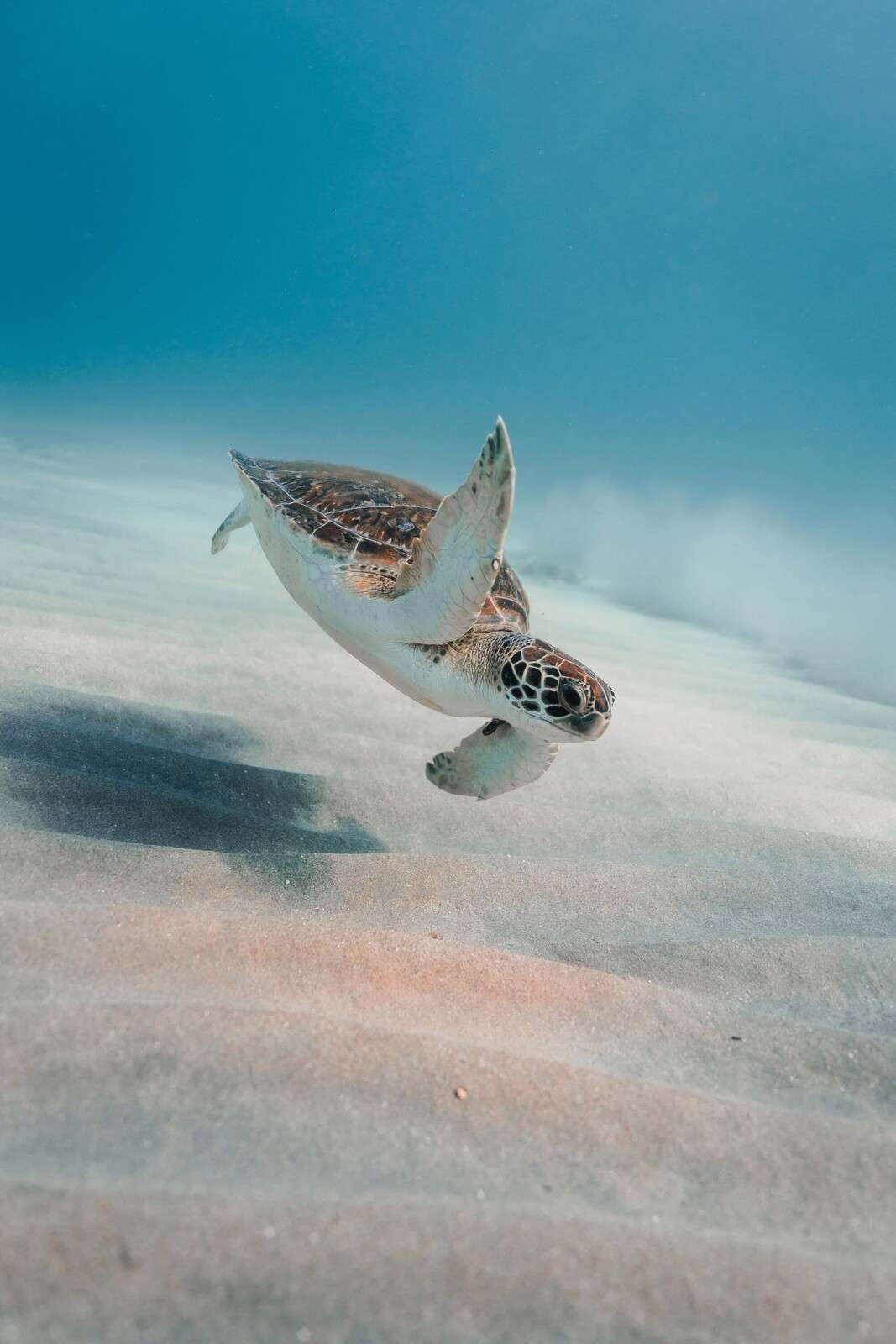 Tortue de mer au-dessus du sable de récif mou.