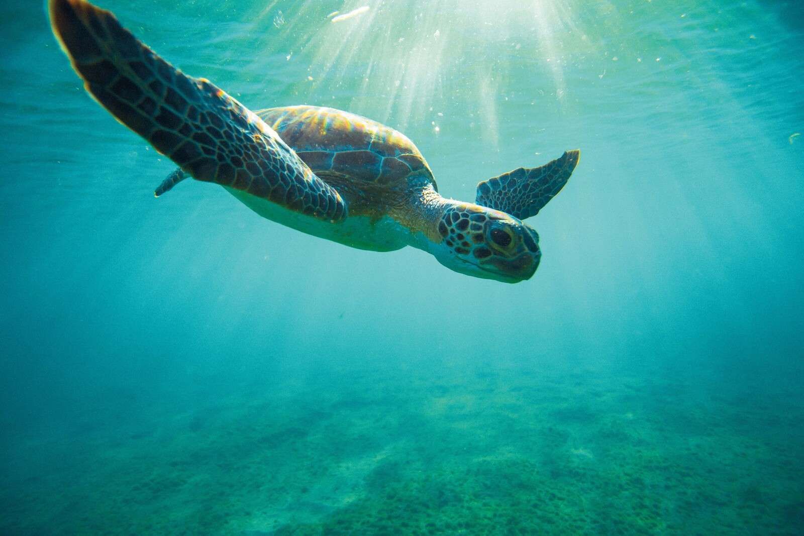 Tortue de mer sous les rayons du soleil sous l'eau