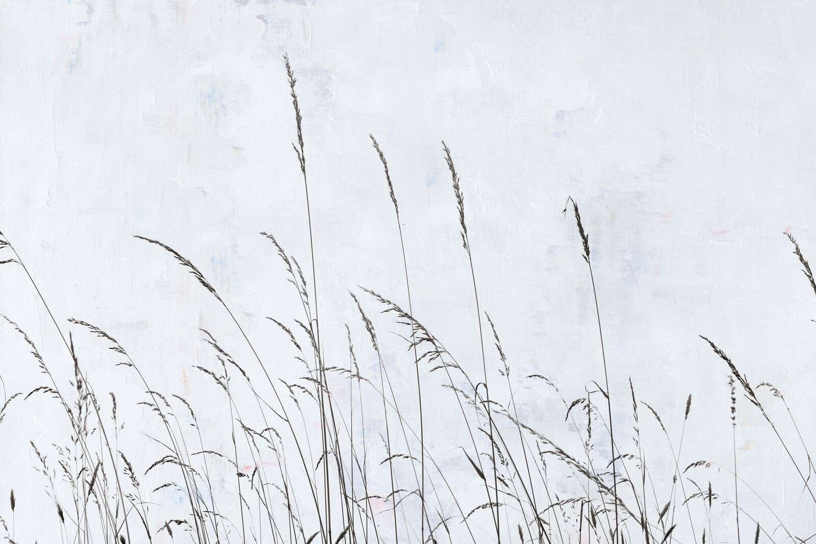 Herbes de champ doucement ondulantes dans la lumière blanche