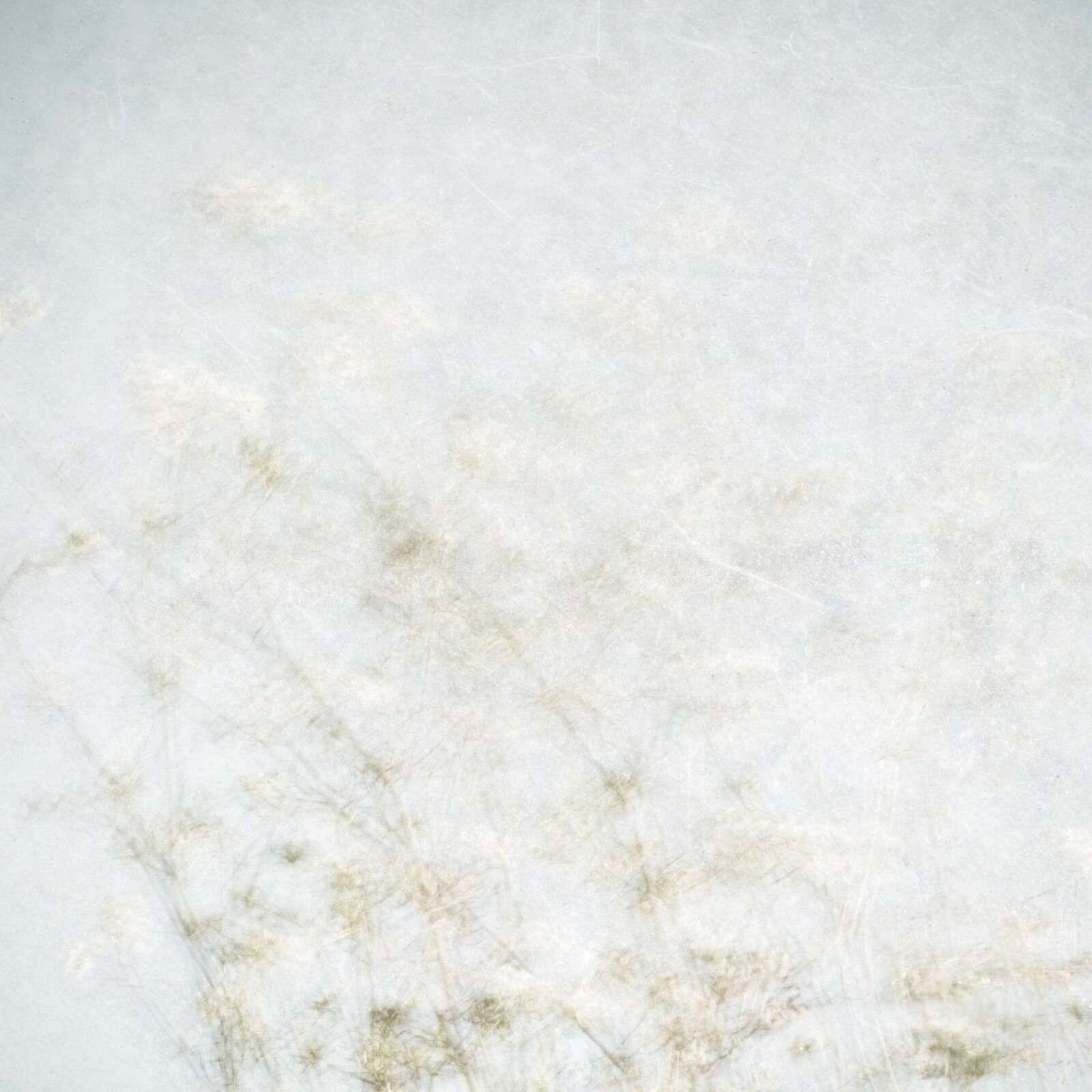 Fleurs des champs flottantes dans la lumière de la brume