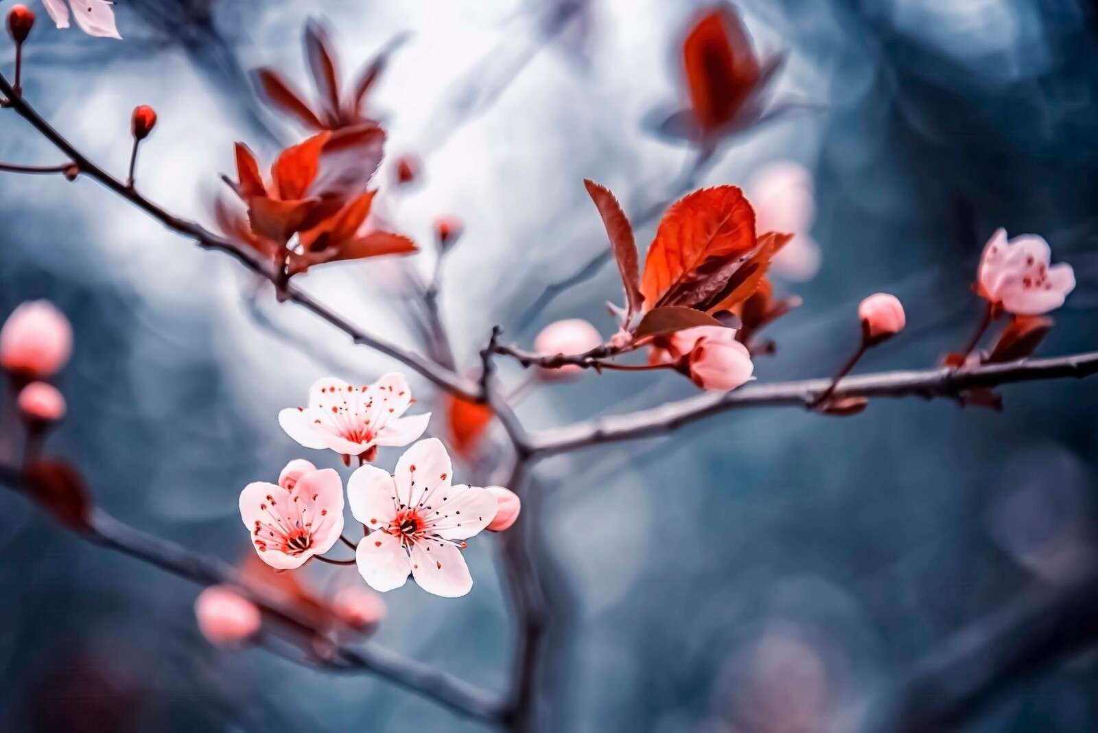 Fleur de cerisier avec des feuilles brun-rouge.