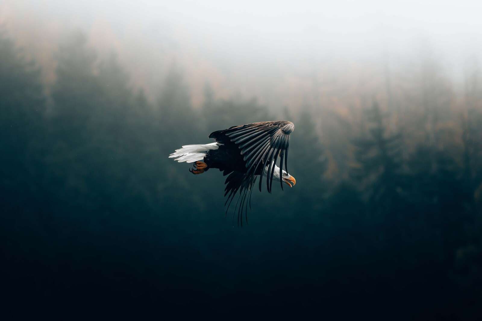 Aigle royal au-dessus de la forêt brumeuse