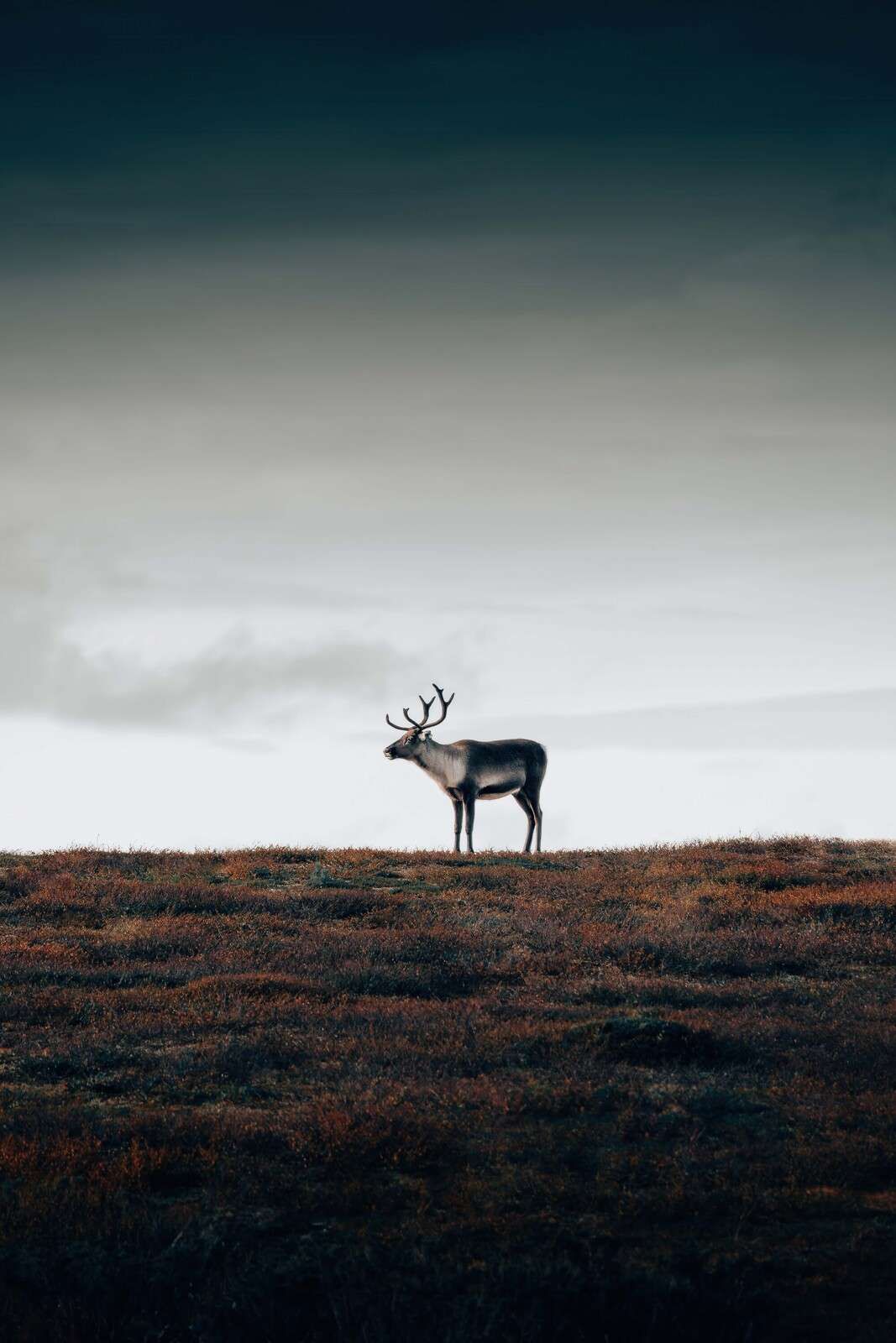Renne sur une plaine d’automne