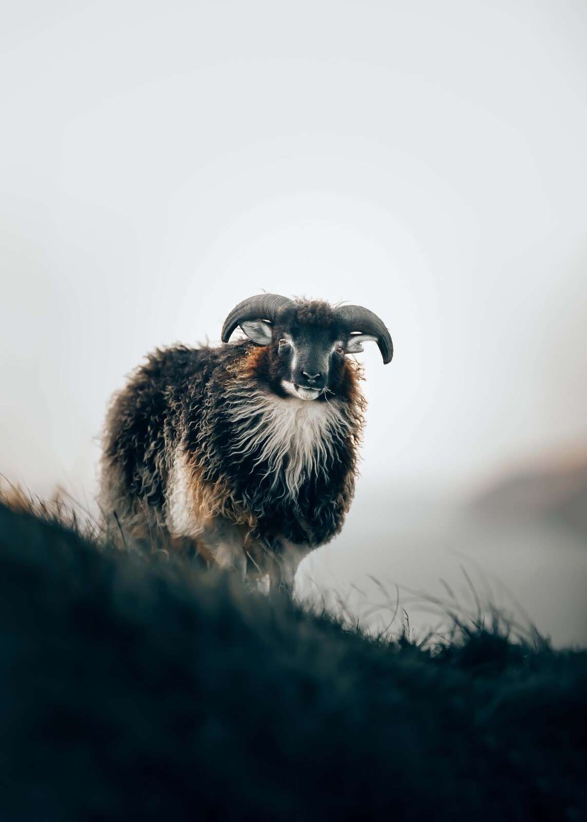 Bélier dans la brume du matin