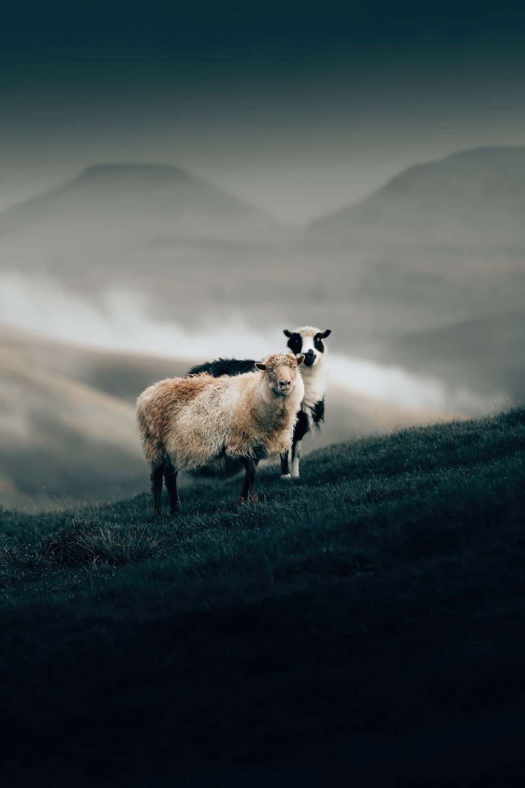 Moutons sur une crête brumeuse