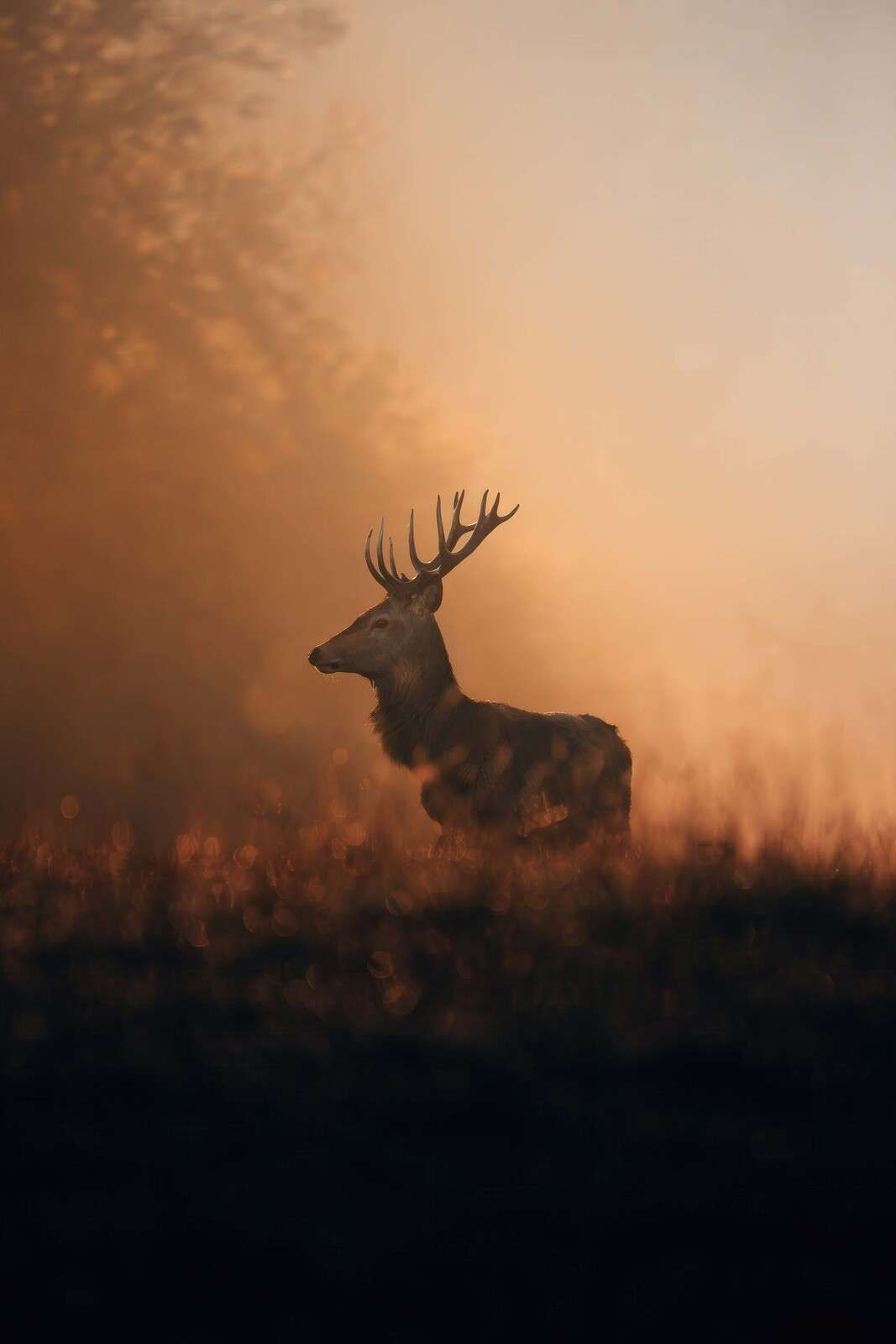 Cerf élaphe dans un voile doré du matin