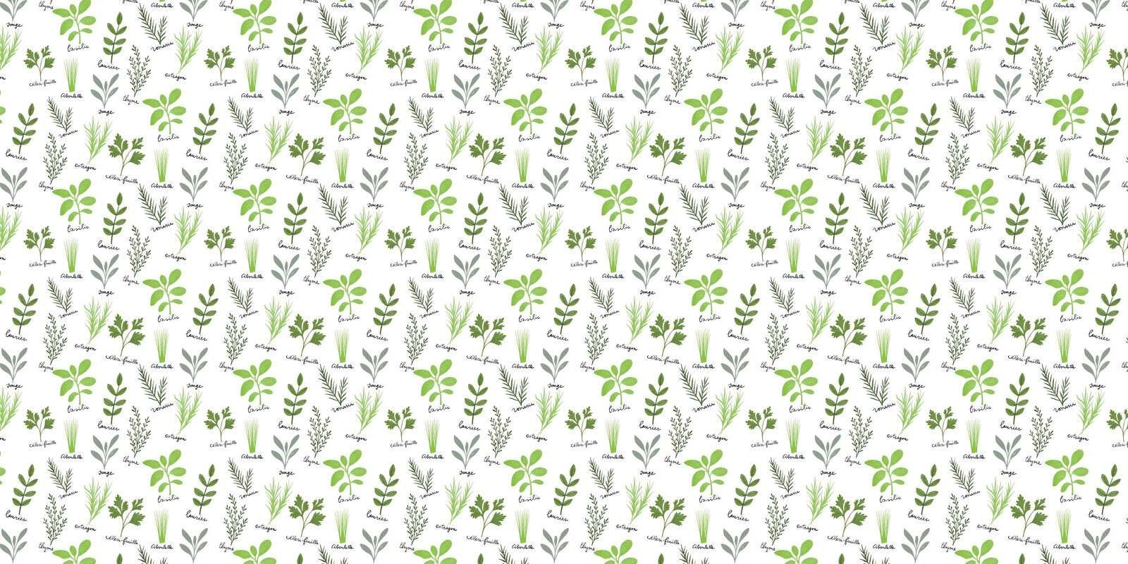Herbes culinaires sur fond blanc
