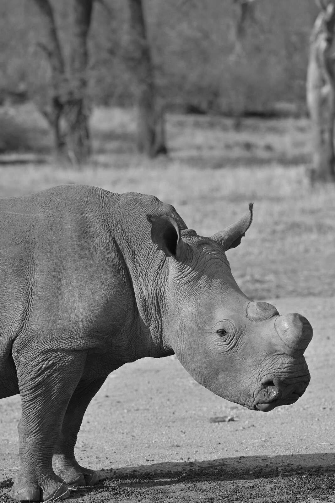 Rhinocéros au repos en nuances de gris