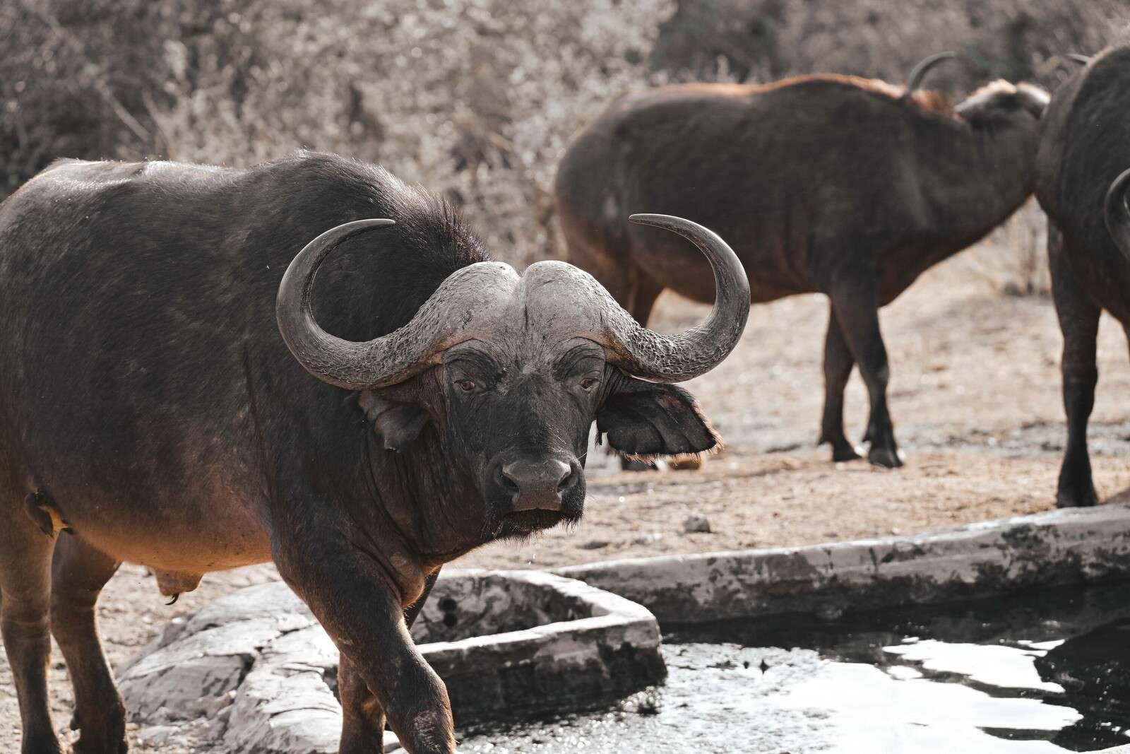 Buffle africain près d’un point d’eau