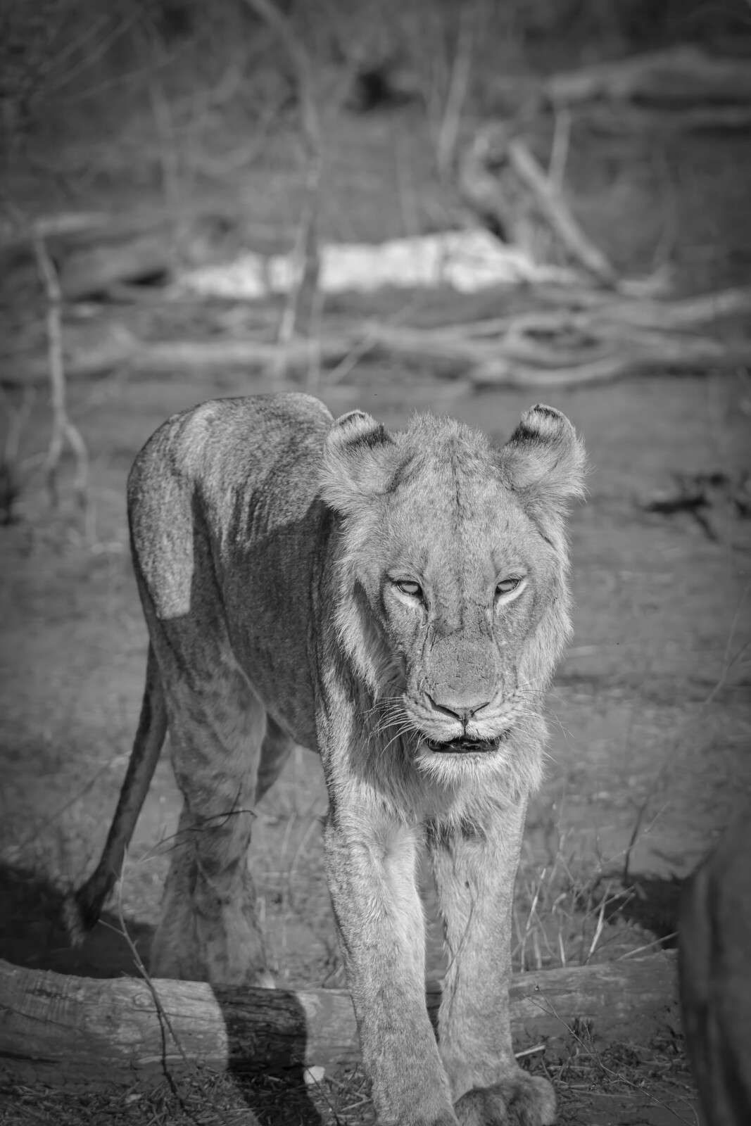 Lion noir et blanc dans la savane