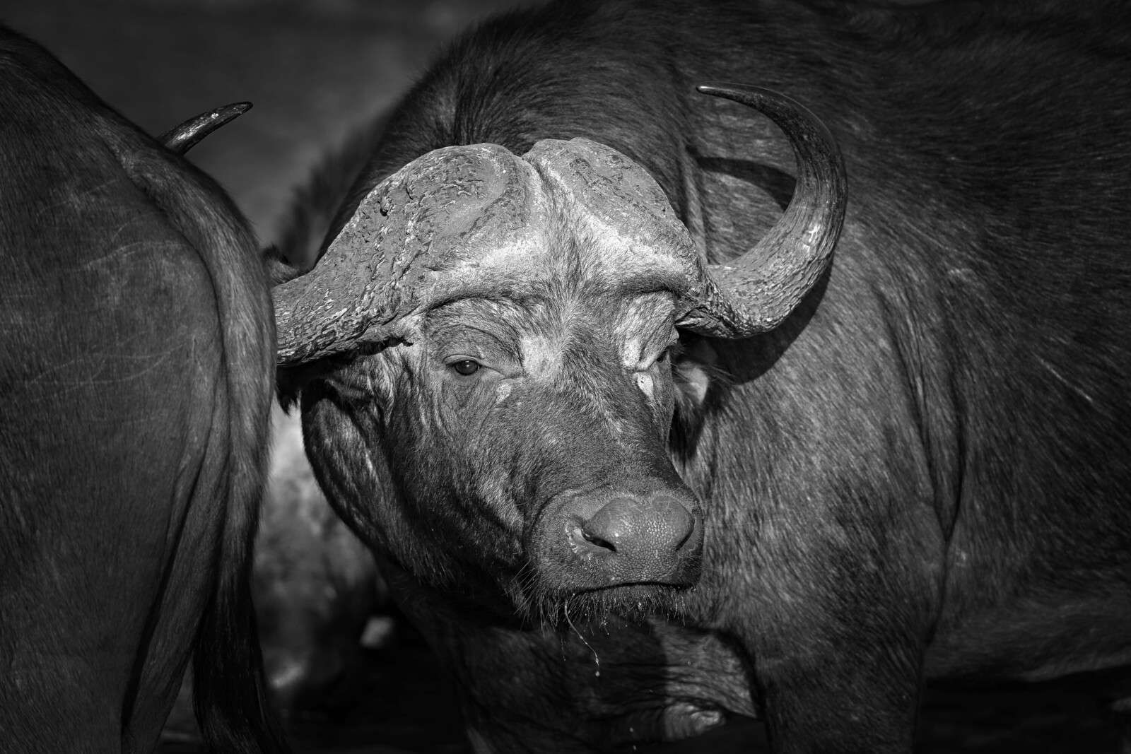 gros plan d’un buffle noir et blanc