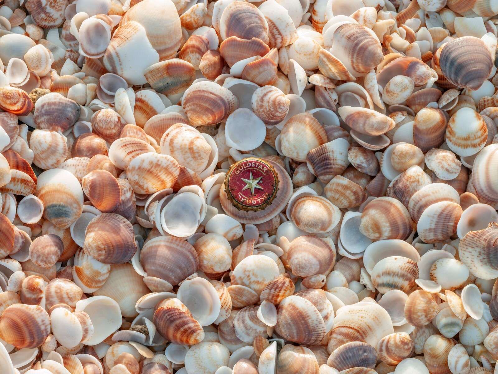 Mélange de coquillages dans des tons de sable doux