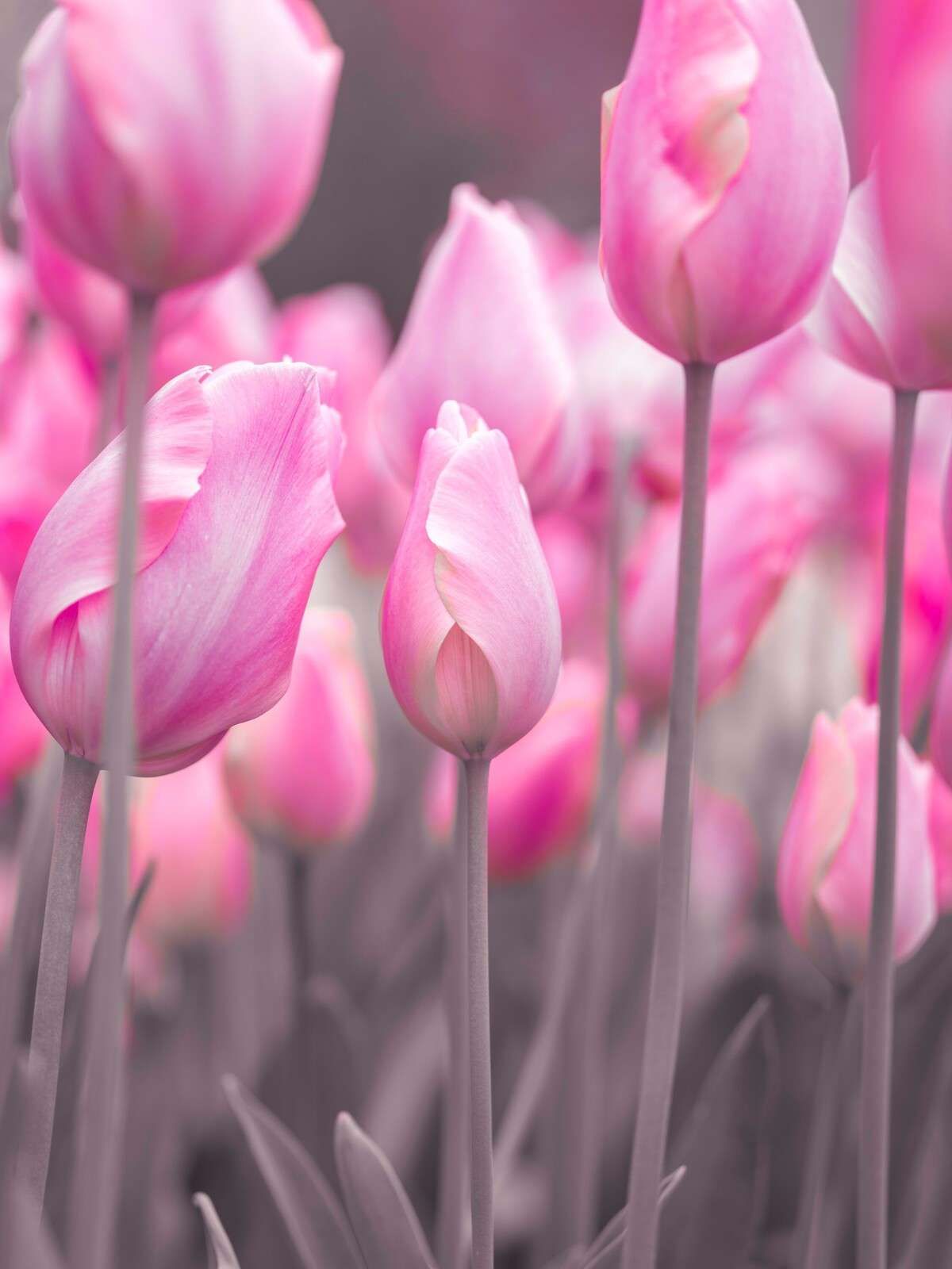 Doux champs de tulipes roses