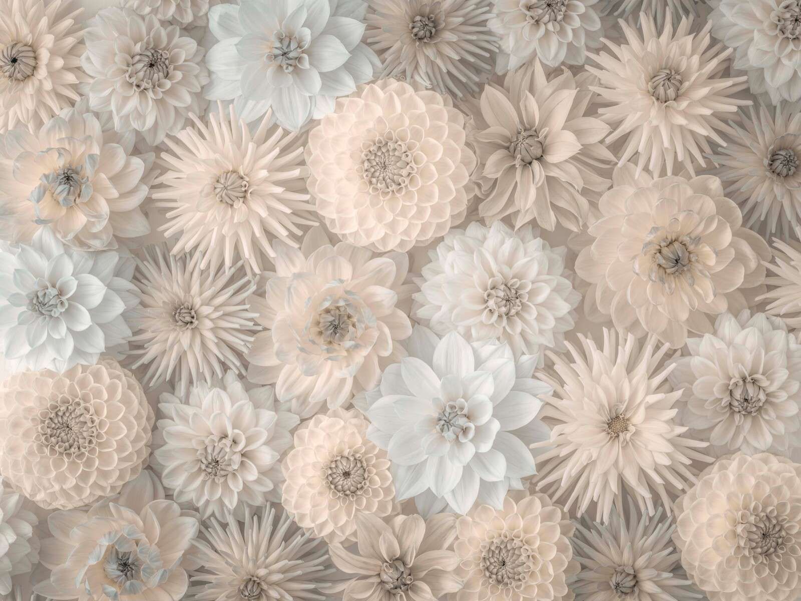 Fleurs couleur crème avec une floraison douce