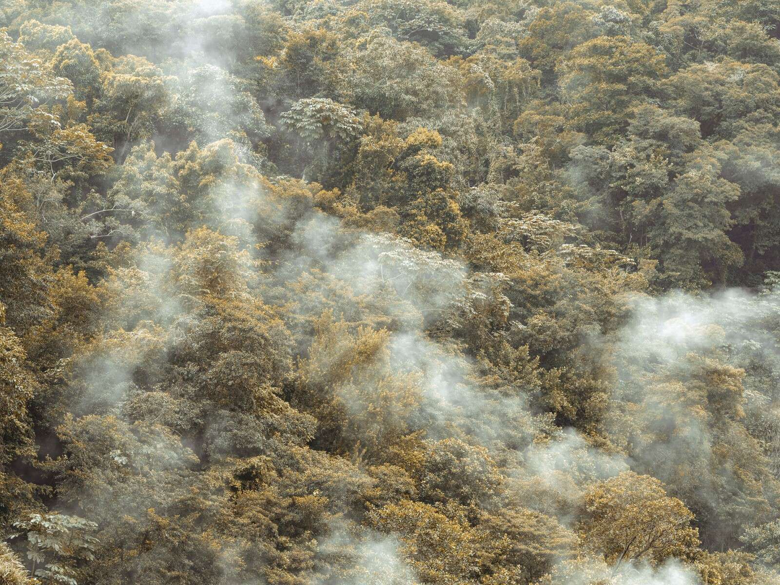 Forêt tropicale brumeuse avec une douce brume