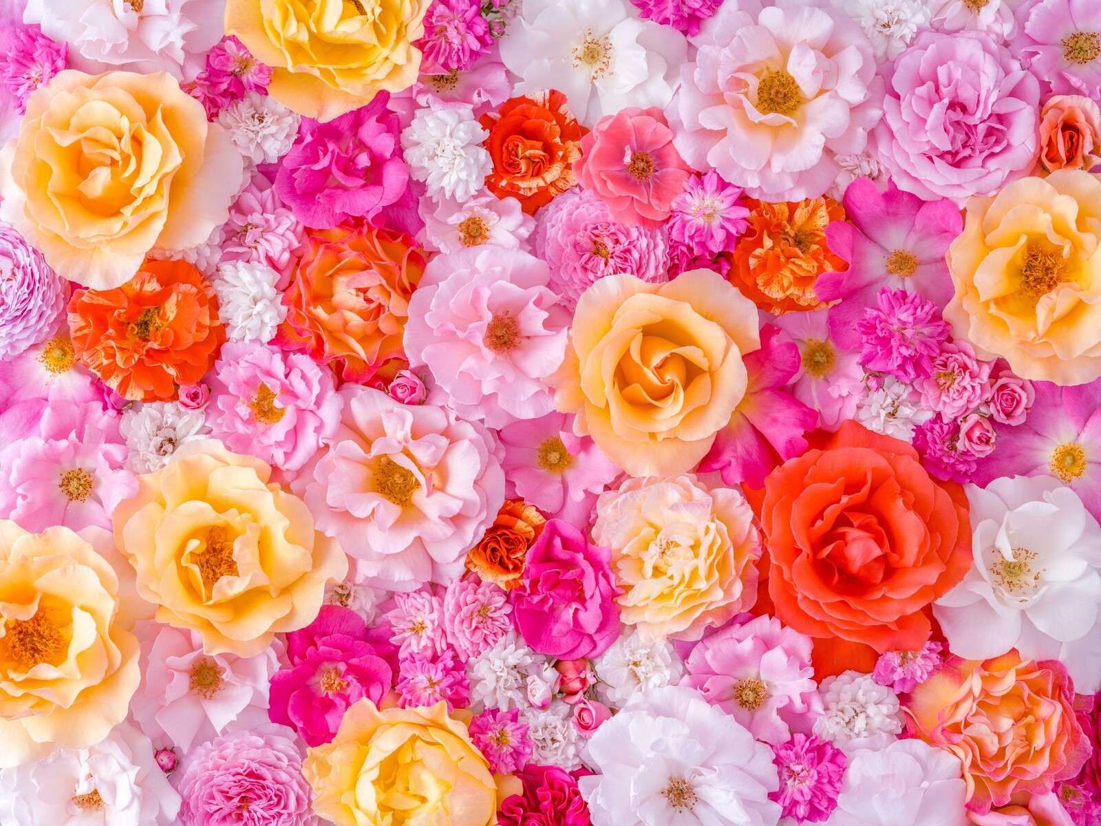 Roses colorées en fleurs pastel