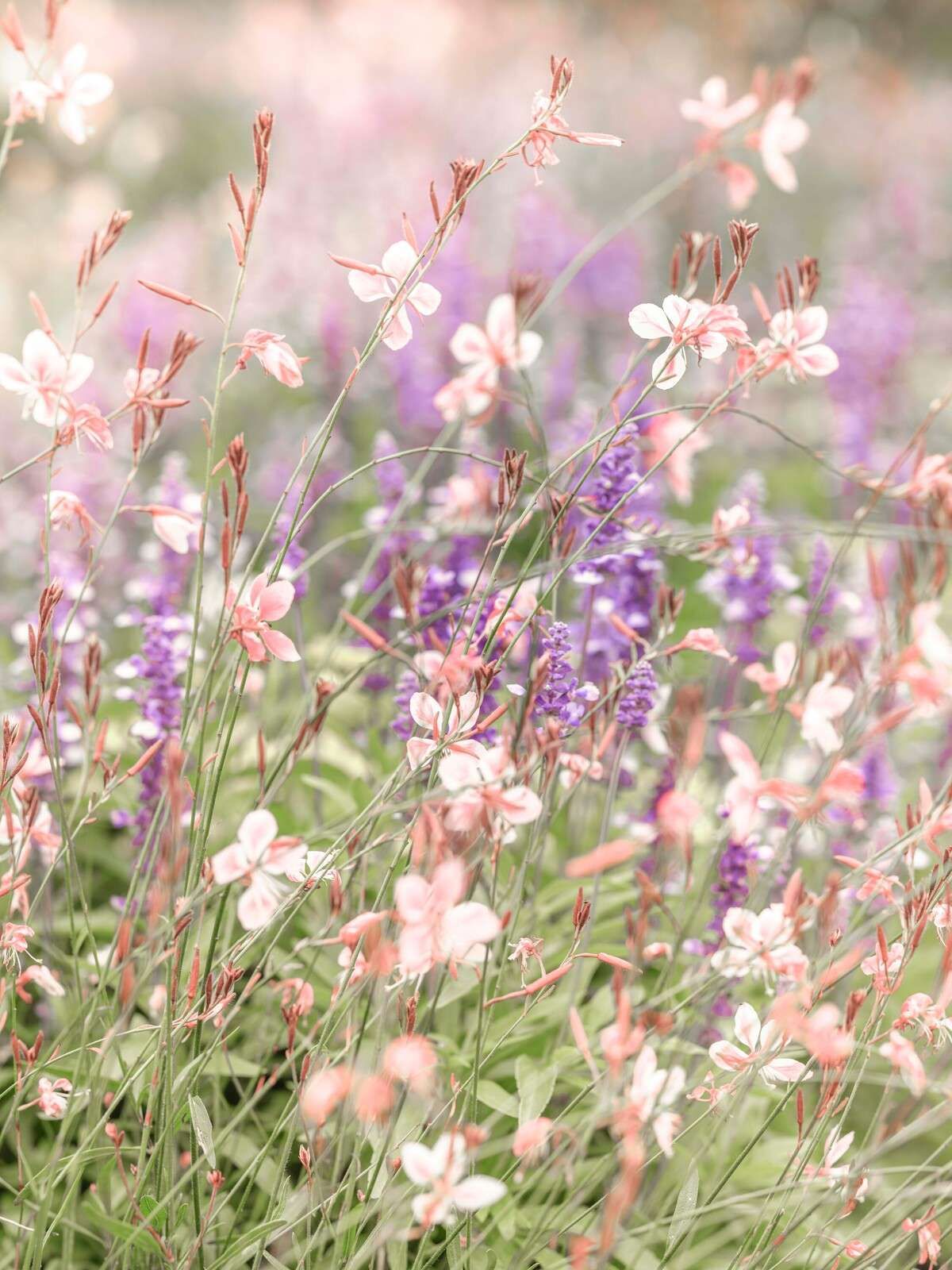 Fleurs sauvages aux teintes pastel douces