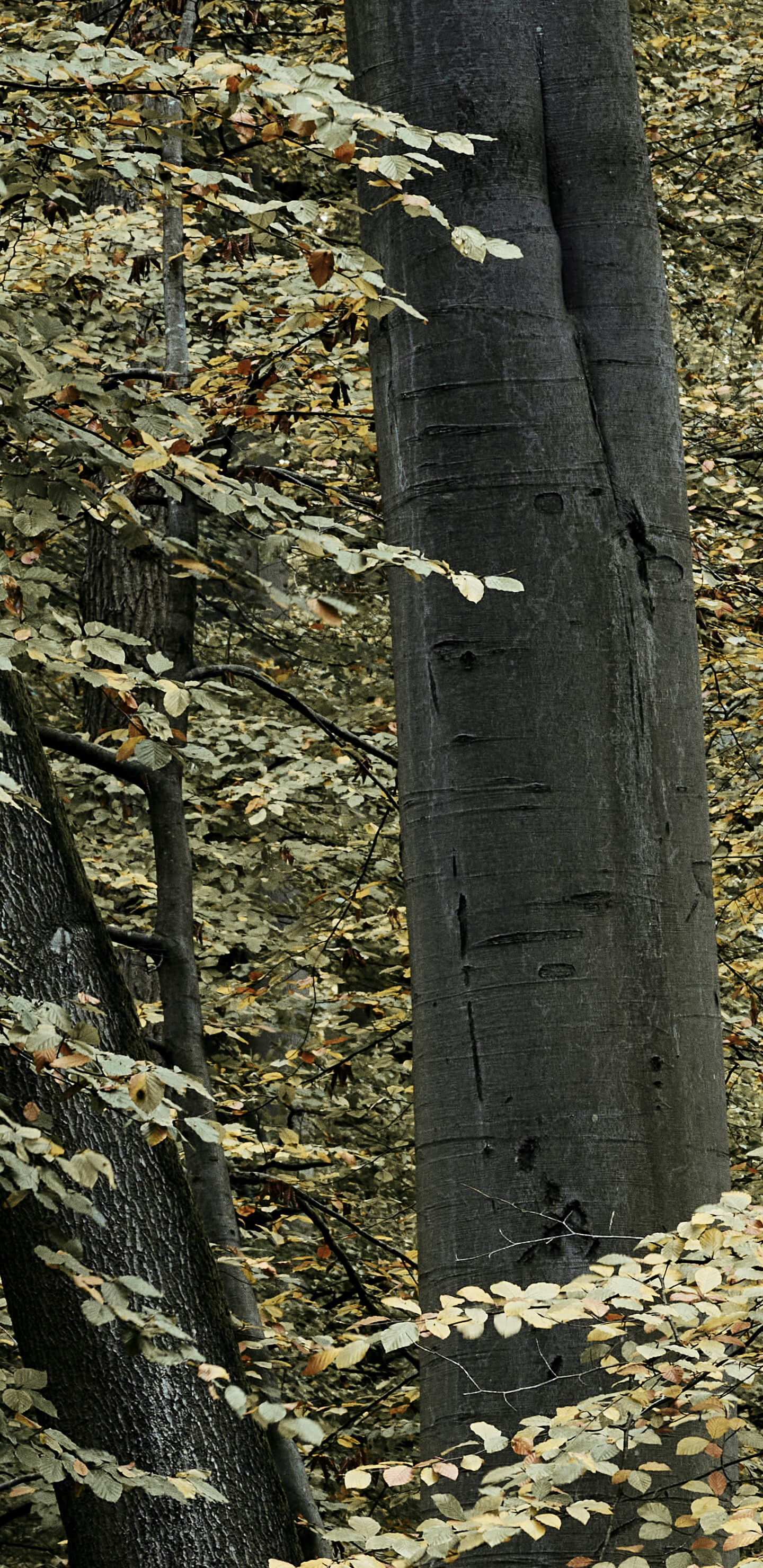 wallpaper Ruisseau avec des arbres suspendus 12