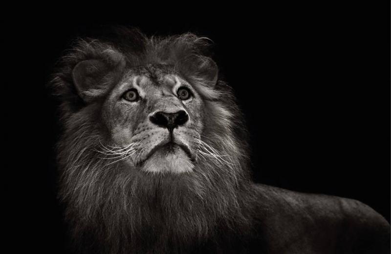 Fotobehang met oplettende leeuw