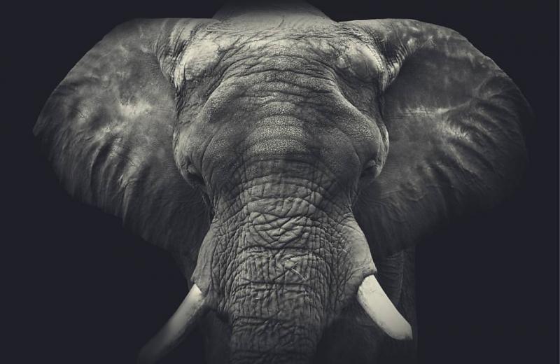 fotobehang olifant